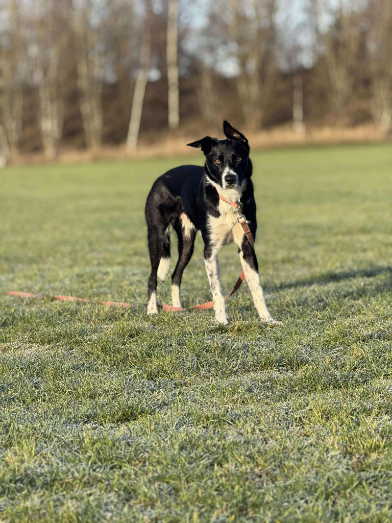 Dog enjoying a walk