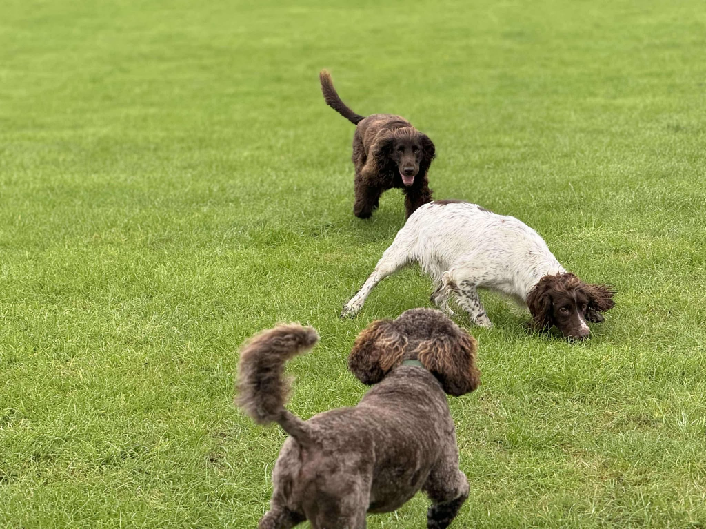 Group walk