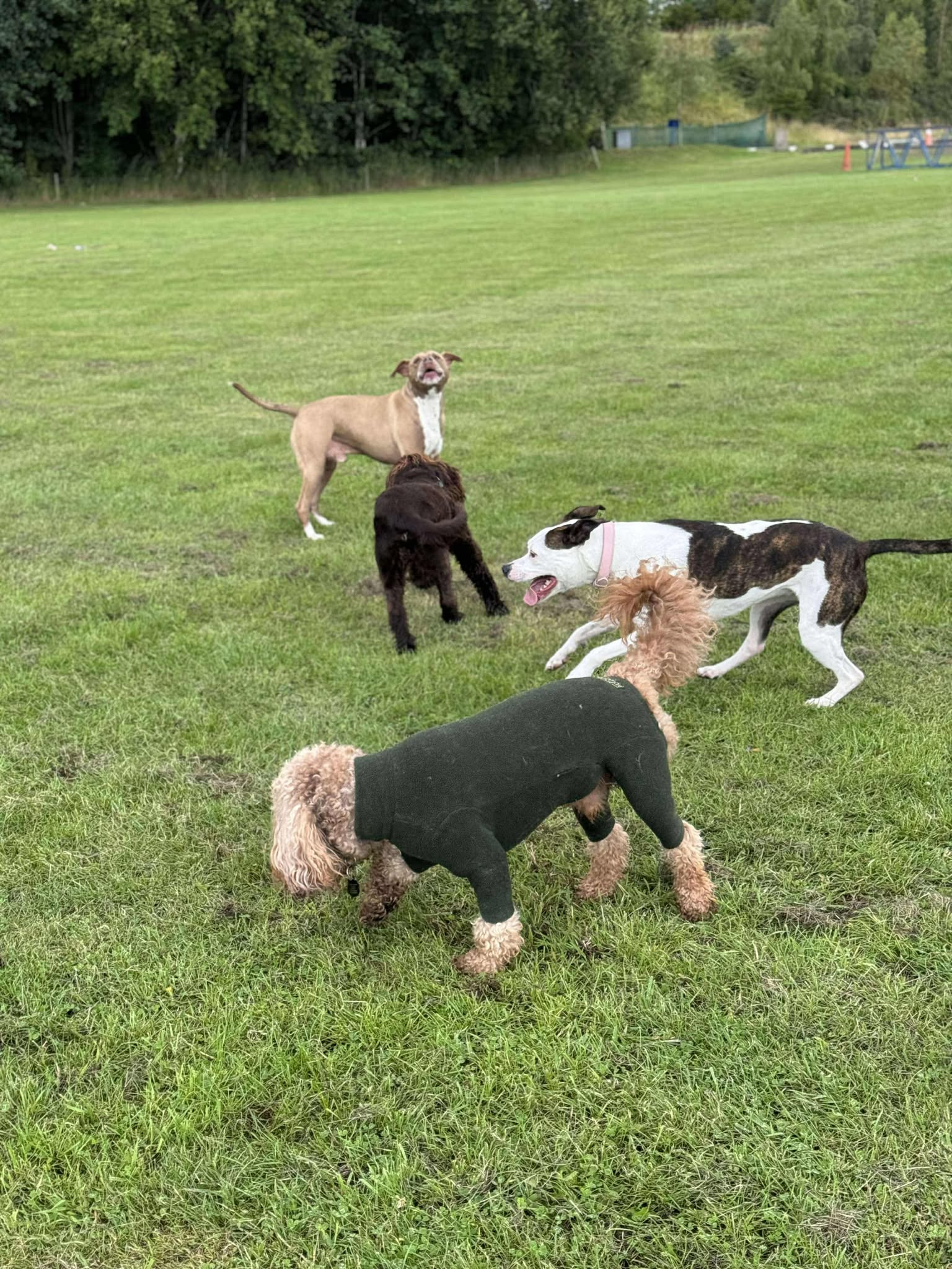 Happy dog walking