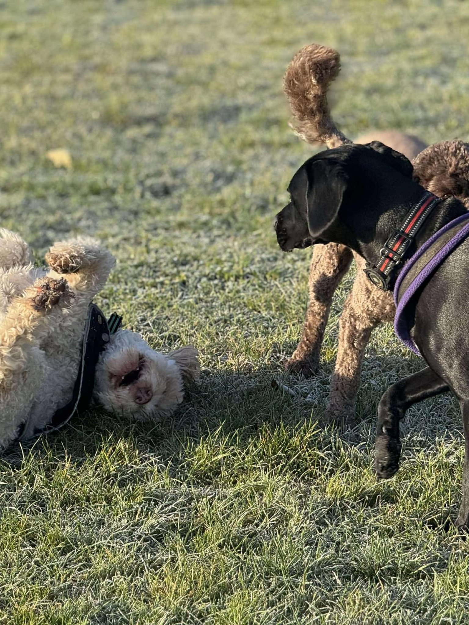 image_2024_12_10T21_26_24_270Z